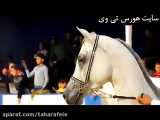 زیبا ترین اسب های عرب مصری