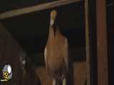 فیلم سینمایی کبوتر The Pigeon