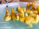 شنای جوجه اردک های بامزه در وان حمام