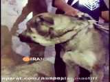سگ پژدر با نژاد ایرانی