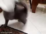 گربهی من نژاد بریتیش شورت هیر