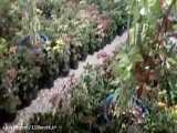 118work پرورش گل و گیاه بامیتا در جنوب فارس
