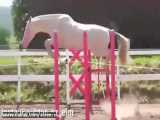 آخال تک اسبی از نژاد ترکمن به عنوان زیباترین اسب جهان