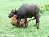 تفاوت شکار شیر و ببر (بوفالو و gaur هندی سنگین ترین و بزرگترین بوفالو)