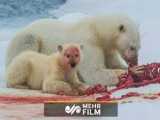 حمله وحشتناک خرس قطبی به انسان