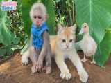 محافظت گربه از میمون شیطون