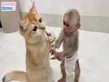 بازی بچه میمون بامزه با گربه