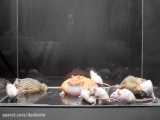 شکار جالب موش ها توسط قورباغه های غول پیکر