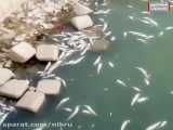 مرگ هزاران ماهی در پی کم آبی کرخه نور