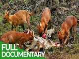 مستند حیوانات وحشی - طبیعت شگفت انگیز - شکارچیان تایلندی