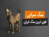 معرفی سگ سرابی، سگ قوی ایرانی