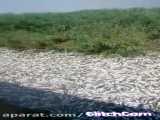 مرگ ماهی ها در تالاب هورالعظیم خوزستان (تیرماه 1400)