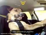 رانندگی سگ آموزش دیده