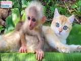 بازی میمون کوچولو با گربه