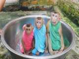 حمام کردن میمون های شیطون و بازیگوش