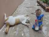 بازی بچه میمون بامزه در کنار گربه