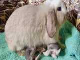 شیرخوردن بچه خرگوش های بامزه