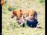 شکار بوفالو توسط ببر ( gaur هندی بزرگترین گاومیش دنیا )