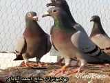 کبوتران پلاکی حاج احمد آتابای