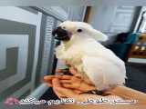 معرفی طوطی رویایی( انواع نژاد کاکادو ) باهوش ترین طوطی دنیا عروس هلندی ملنگو کاس