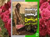 تصاویری تماشا کنید از برداشت گل محمدی در «روستای زناسوج» الموت - قزوین