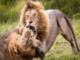 جنگ و جدال شیر های نر - مستند حیات وحش