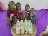 آماده شدن میمون های بازیگوش برای شیرخوردن