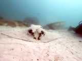 نگاه به سفره ماهی غول پیکر در هنگام غواصی