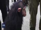 انتقال شامپانزه ارم به کنیا 
