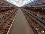 فیلمی از یک مرغداری تخمگذار تو قفس واسه دوستداران مرغ