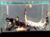 عقرب vs ساس زنبورکش vs گوشخزک vs سوسک حمام vs مورچه ها