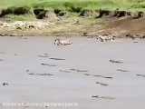 عبور گله گورخرها از رودخانه مرگ