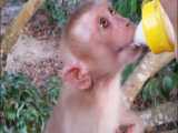 شیر خوردن بچه میمون در جنگل