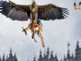 شکارهای باورنکردنی و حیرت انگیز عقاب