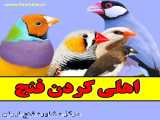 اهلی کردن فنچ ها