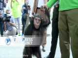 «باران» شامپانزه باغ وحش ارم خداحافظی کرد