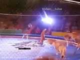شورش و حمله شیرها در سیرک