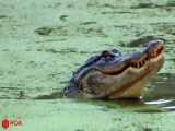مستند حیات وحش - شکار مار پیتون توسط تمساح