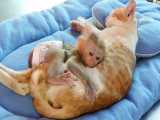 دراز کشیدن میمون کوچولوی غمگین بغل گربه