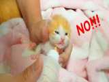 شیرخوردن بچه گربه نوزاد