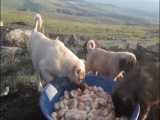 سفر به اردبیل و همراهی با سگ های گله گوسفند... اردیبهشت 1400