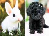 حیوانات خانگی / کلیپ جالب سگ و خرگوش بامزه