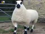 کلیپ های فوق العاده جذاب و خنده دار.قشنگترین گوسفند دنیا