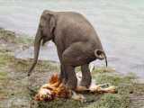 مستند حیات وحش / فیل مادر شیر پیر را میکشد / نبرد حیوانات