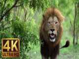 مستند حیوانات زیبا در حیات وحش آفریقا