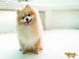 ده تا از کوچکترین نژادهای سگ در دنیا