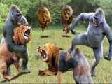 مبارزه حیوانات وحشی گرفته شده در دوربین - گوریل ،شیر ، پلنگ ، اسب آبی،سگهای وحشی