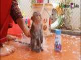 حمام کردن میمون خیلی بازیگوش