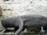 بلعیدن وحشتناک و دلهوره آور تمساح توسط مار پیتون