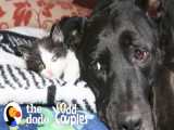 دوستی جالب سگ با بچه گربه ها | دودو (قسمت 300)